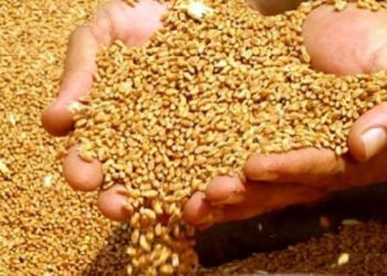 Buğdanın qiyməti artır: Azərbaycanda çörək bahalaşacaq?