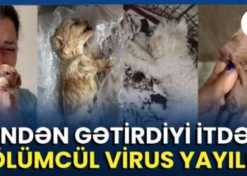 Satmaq üçün it aldı, 60 min manat ziyana düşdü – VİDEO
