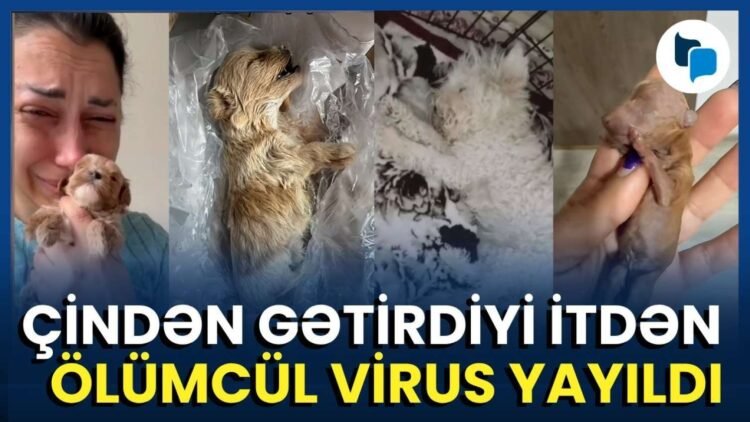 Satmaq üçün it aldı, 60 min manat ziyana düşdü – VİDEO