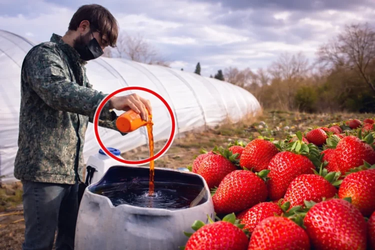 Azərbaycanda çiyələyə zəhərli maddələr qatılır? – Dəhşətli görüntülər