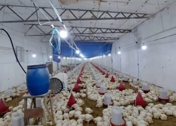 İcra hakimiyyəti toyuqla adama fərq qoymur – Zirədə üfunət qalmaqalı