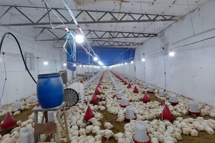 İcra hakimiyyəti toyuqla adama fərq qoymur – Zirədə üfunət qalmaqalı