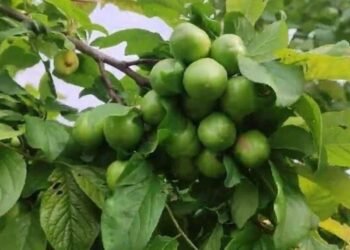 Bakıda 1 kq alça, görün, neçəyə satılır – Şok qiymət