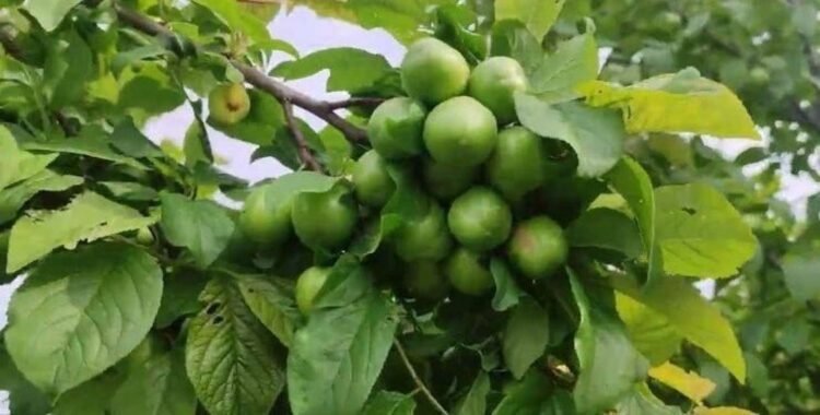 Bakıda 1 kq alça, görün, neçəyə satılır – Şok qiymət