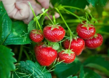 Çiyələklə bağlı əhaliyə XƏBƏRDARLIQ: “Həyatınız təhlükədədir”