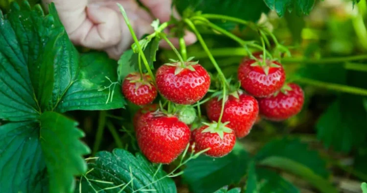 Çiyələklə bağlı əhaliyə XƏBƏRDARLIQ: “Həyatınız təhlükədədir”