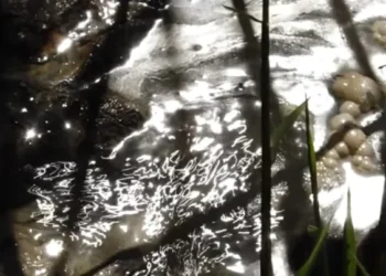 Zığ sakinləri təhlükə içində: “Uşaq gözümün qabağında kanala düşdü” – VİDEO