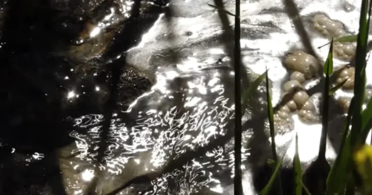 Zığ sakinləri təhlükə içində: “Uşaq gözümün qabağında kanala düşdü” – VİDEO