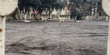 Paytaxtda təhlükəli vəziyyət: Küçə itləri şagirdlərə hücum etdi