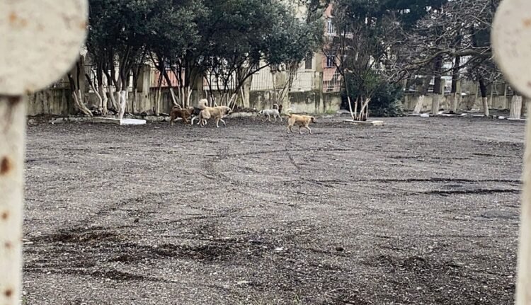 Paytaxtda təhlükəli vəziyyət: Küçə itləri şagirdlərə hücum etdi