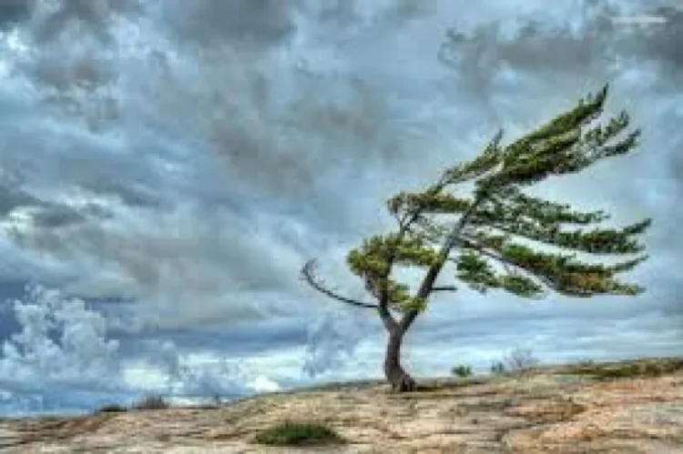 Küləklə bağlı XƏBƏRDARLIQ: GÜCLƏNƏCƏK