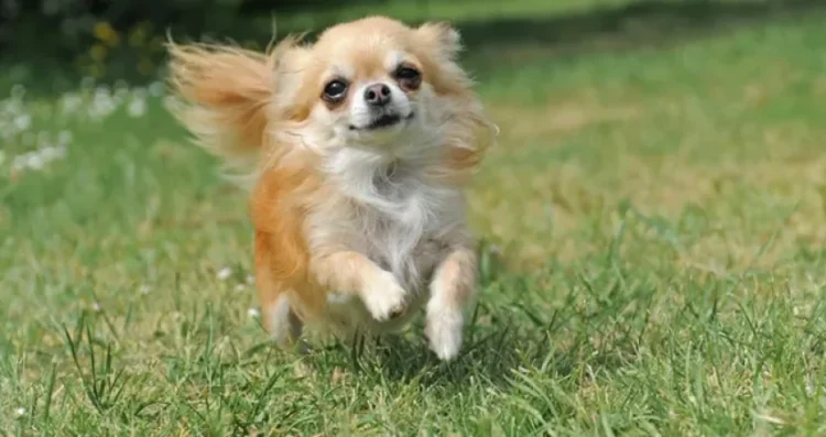 200 it yanaraq ÖLDÜ- QAN DONDURAN HADİSƏ