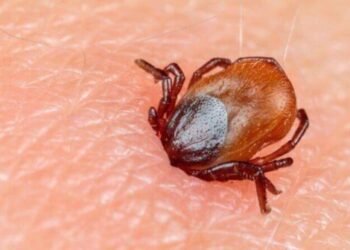 21 yaşlı oğlanı gənə dişləyib öldürdü