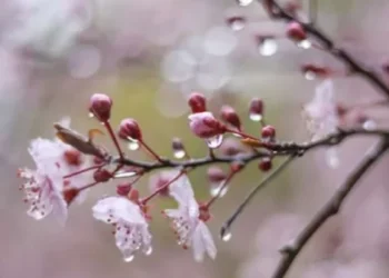 Sabah hava NECƏ OLACAQ?