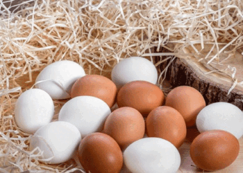 Azərbaycan yumurta ixracını bərpa etdi