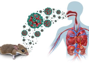 SOS: Hantavirus sürətlə yayılır – COVID-19 kimi pandemiya olacaq?