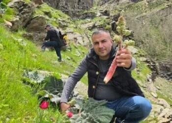 Kilosu 37 manatdan 10 AZN-ə düşdü: Sübh tezdən dağdan yığılır – FOTO