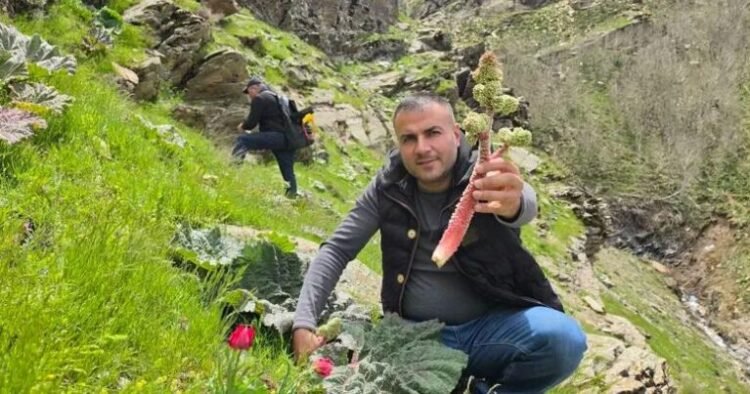 Kilosu 37 manatdan 10 AZN-ə düşdü: Sübh tezdən dağdan yığılır – FOTO