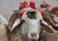 Qurbanlıq qoyun hansı şərtlərə uyğun seçilməli və necə kəsilməlidir? – İlahiyyatçı AÇIQLADI