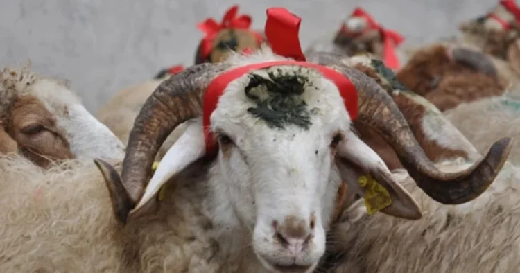 Qurbanlıq qoyun hansı şərtlərə uyğun seçilməli və necə kəsilməlidir? – İlahiyyatçı AÇIQLADI