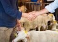 Qurbanlıq qoyunlar bahalaşıb?