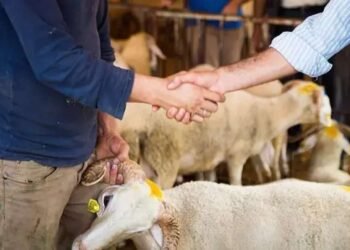 Qurbanlıq qoyunlar bahalaşıb?