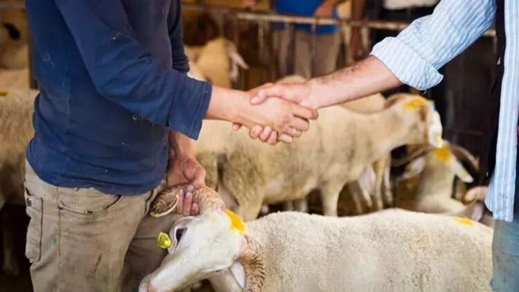 Qurbanlıq qoyunlar bahalaşıb?