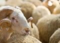 Qurban kəsmək üçün yerlərin SİYAHISI