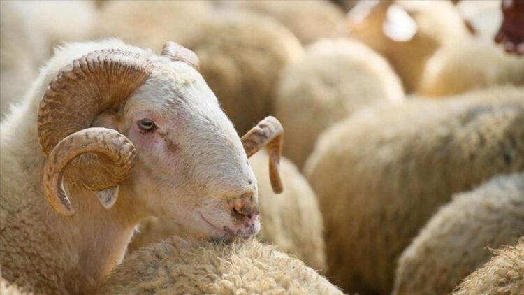 Qurban kəsmək üçün yerlərin SİYAHISI
