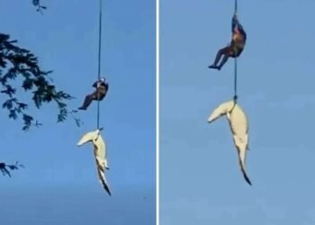 İnsan yeyən timsah helikopterlə belə tutuldu – ANBAAN VİDEO