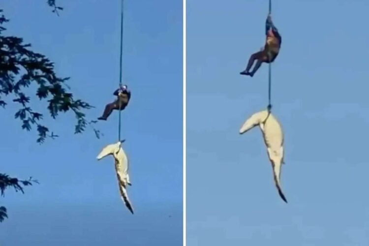 İnsan yeyən timsah helikopterlə belə tutuldu – ANBAAN VİDEO