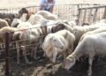 “Qurban payı” adı altında aldatma – Ekspertlər həyəcan təbili çalır