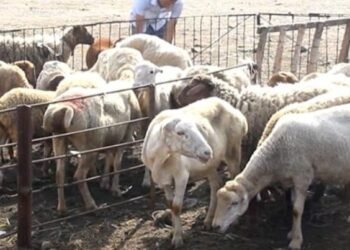 “Qurban payı” adı altında aldatma – Ekspertlər həyəcan təbili çalır