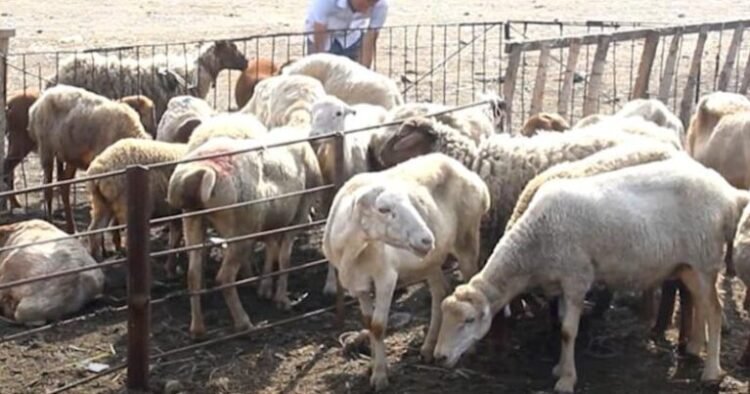 “Qurban payı” adı altında aldatma – Ekspertlər həyəcan təbili çalır