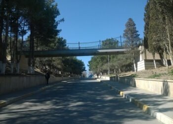 Sumqayıtda ağacları daha kəsə bilməyəcəklər
