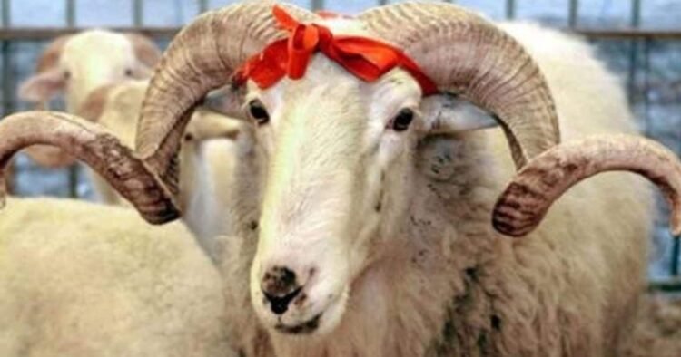 Qurban bayramı öncəsi heyvan bazarında qiymətlər – VİDEO