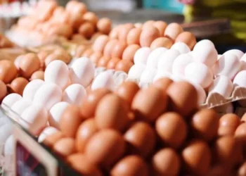 Yumurta niyə 1 qəpiyə satılır? – SƏBƏB AÇIQLANDI