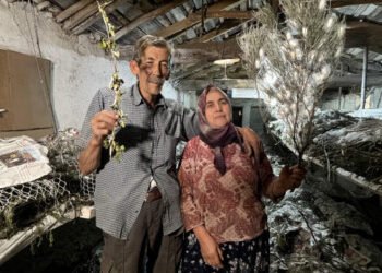 Zirzəmidə gizli sərvət: 71 yaşlı kişi cəmi 40 günə 216 min qazandı