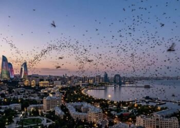 Bakı sakinləri təşvişdə: yayılan bu sirli həşərat nədir?