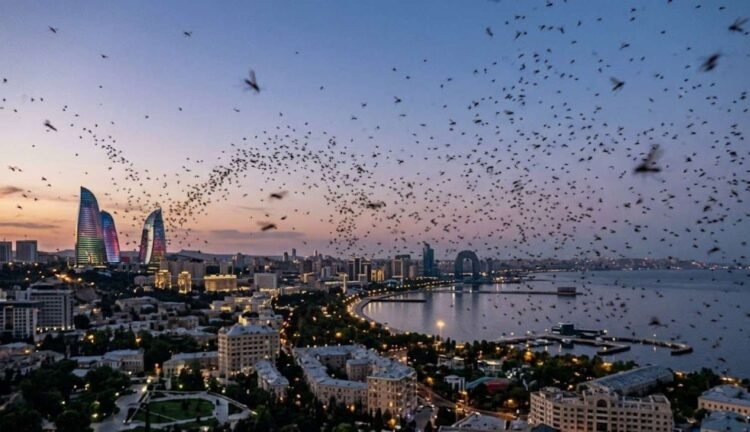 Bakı sakinləri təşvişdə: yayılan bu sirli həşərat nədir?