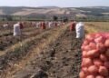 Rayonda 1, Bakıda 5 manata: Qiymət fərqinin sirri açıldı