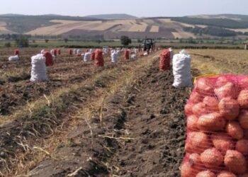 Rayonda 1, Bakıda 5 manata: Qiymət fərqinin sirri açıldı