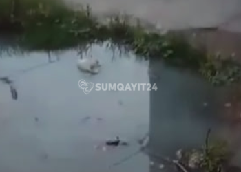 Sumqayıtda çirkab su problemi: Qurumdan açıqlama
