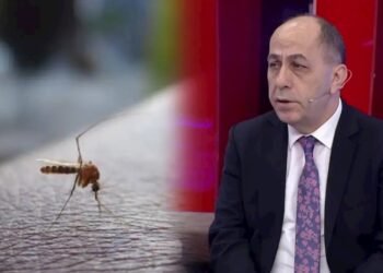 Buna görə Bakıda bu il ağcaqanad çoxdur — Adil Qeybulla
