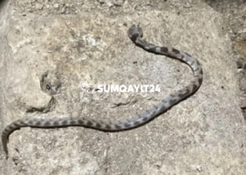 Sarayda sakinlər həyəcan təbili çalır – İlanlar artıb