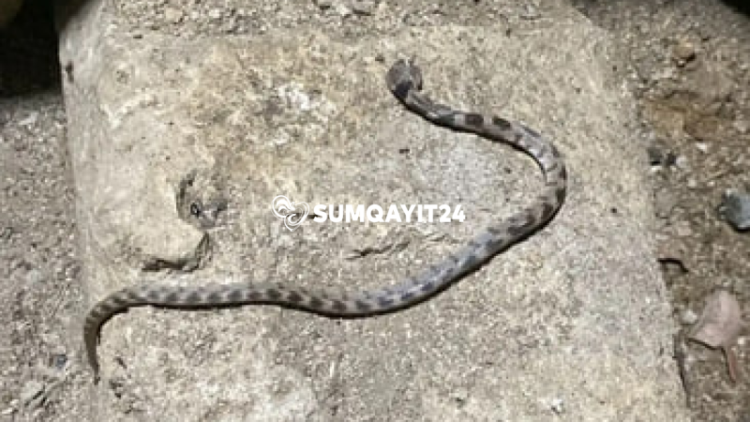 Sarayda sakinlər həyəcan təbili çalır – İlanlar artıb