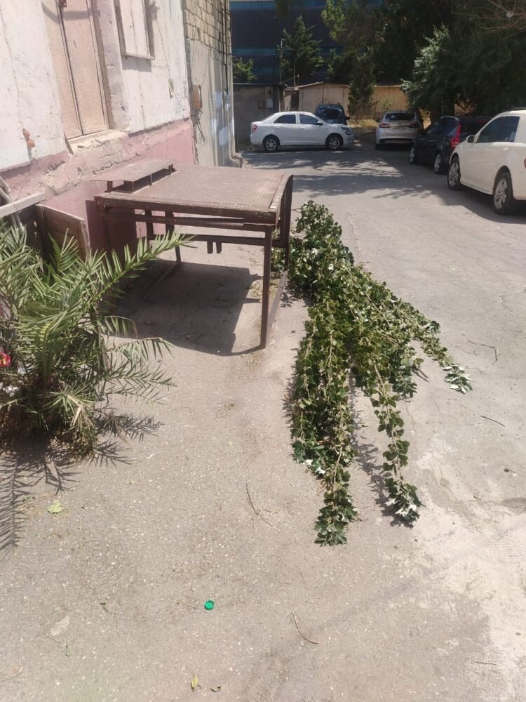 Sumqayıtda yola aşan ağac iki gündür götürülmür-FOTOLAR