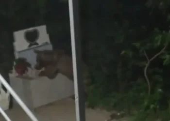 Ayı Xocalıda evin həyətinə girdi – Yeyib-içib geri qayıtdı-Video