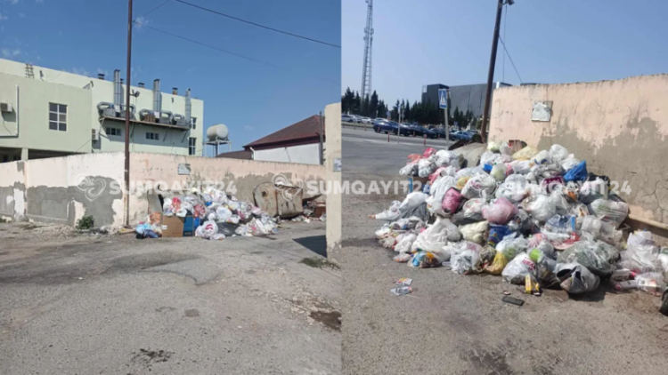 Sumqayıtın bu küçəsində zibillər 1 həftədən çoxdur daşınmır? – İDDİA