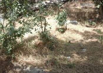 Sumqayıtın iki küçəsində yaşıllıqlar məhv edilib